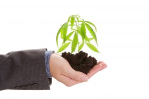 Business man holding marijuana plant